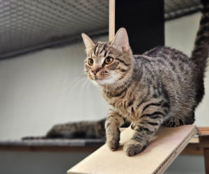 Koty ze szczecińskiego schroniska czekają na nowy dom