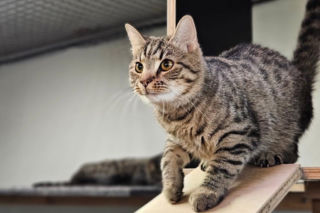 Koty ze szczecińskiego schroniska czekają na nowy dom