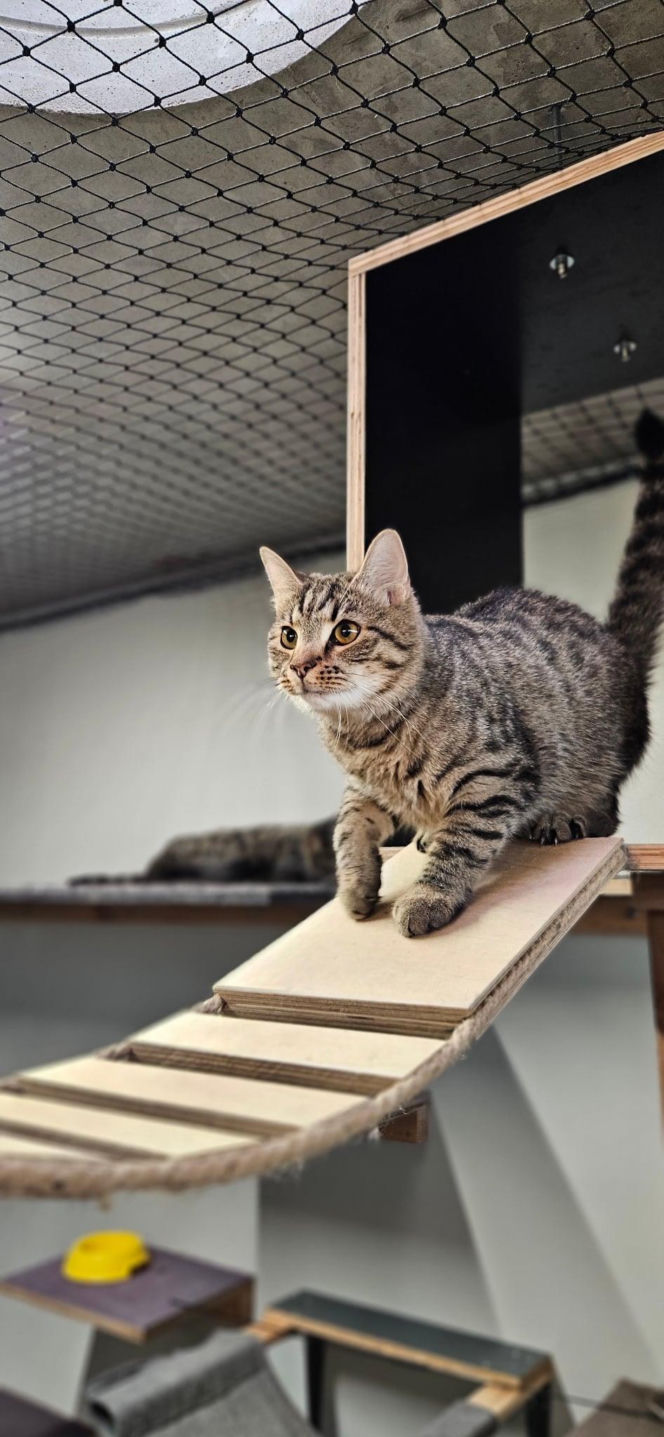 Koty ze szczecińskiego schroniska czekają na nowy dom