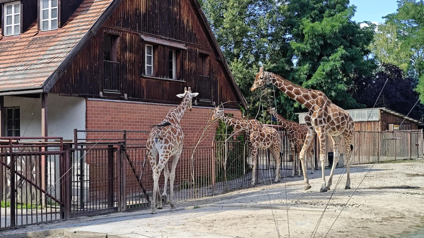 ZOO Wrocław ze specjalną ofertą. Dodatkowy dzień zwiedzania za darmo 