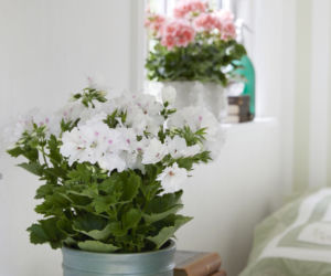 Pelargonia królewska
