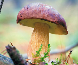 Podgrzybek brunatny