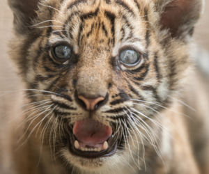Mała tygrysica z wrocławskiego zoo otrzymała słoneczne imię