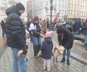 34. finał WOŚP w Krakowie. Golden Retrievery na Rynku Głównym
