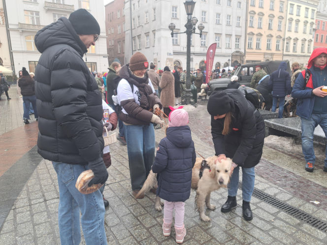 34. finał WOŚP w Krakowie. Golden Retrievery na Rynku Głównym