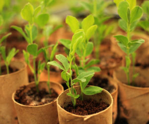 Rolki po papierze toaletowym do przygotowania rozsady