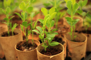 Rolki po papierze toaletowym do przygotowania rozsady