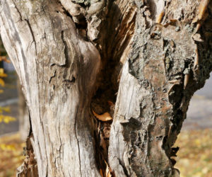 Pęknięcia na drzewach? Sprawdź, czy to mróz!