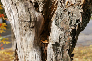 Drzewa pękają zimą? Nie panikuj! Co robić, gdy mróz uszkodzi drzewo w ogrodzie?