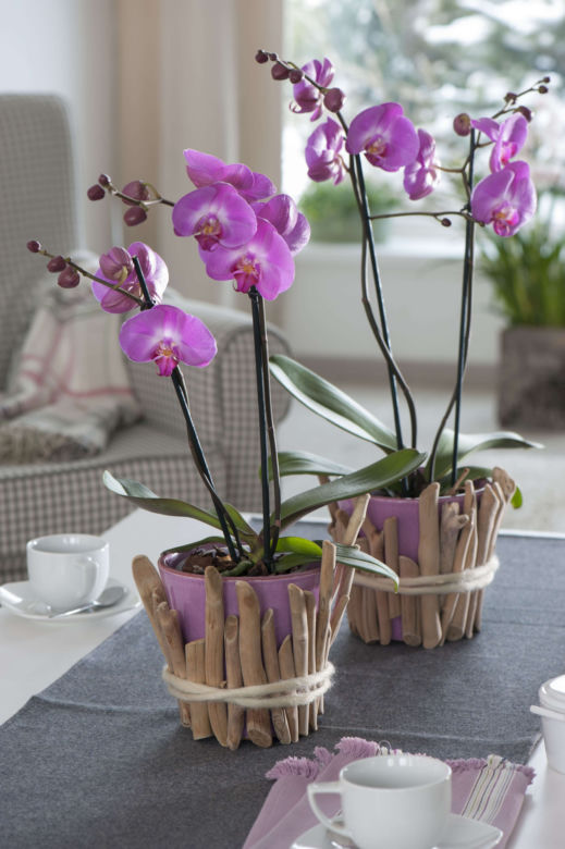 Storczyk Phalaenopsis