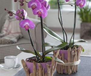 Storczyk Phalaenopsis