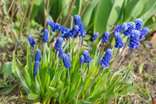 Szafirek szerokolistny  - Muscari latifolium