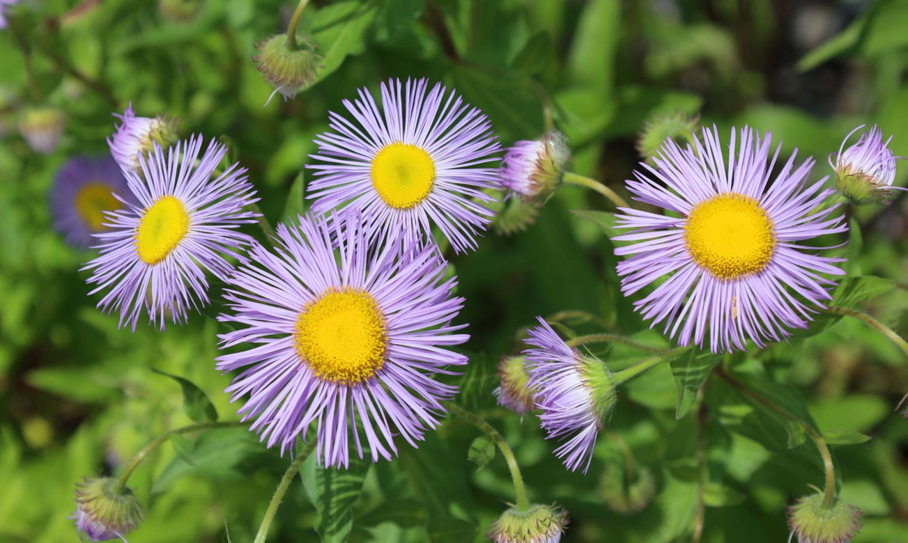 Aster nowoangielski