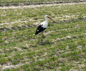 Uratowany ptak został postrzelony