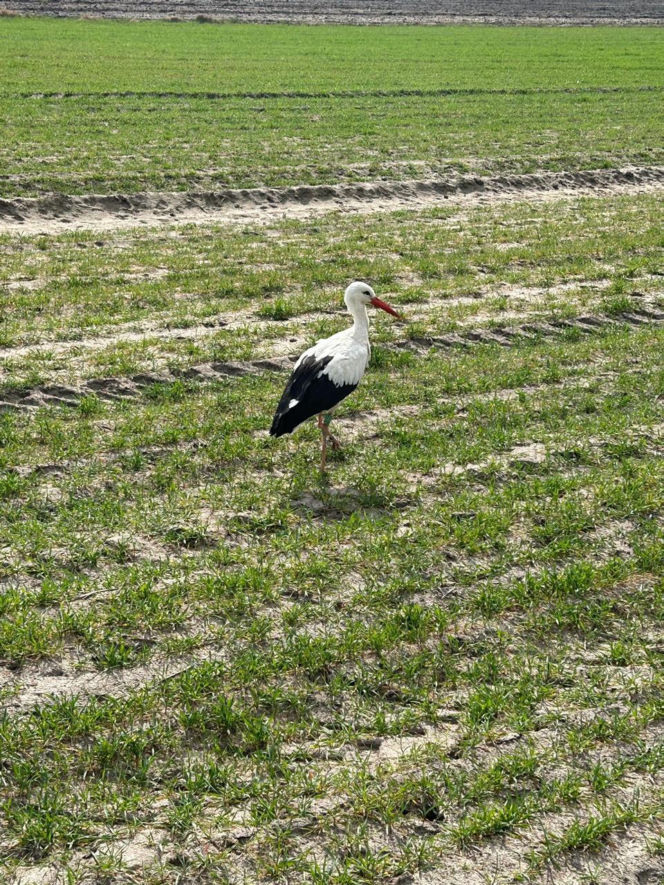 Uratowany ptak został postrzelony