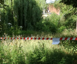 Barszcz Sosnowskiego znaleziono ostatnio także przy Kasprowicza