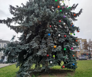 Choinka miejska Siedlce