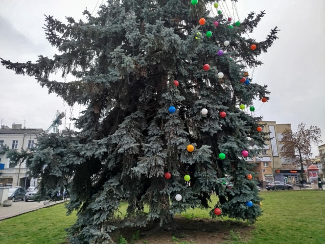 Choinka miejska Siedlce