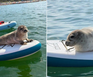 Foka na głównej plaży w Mielnie