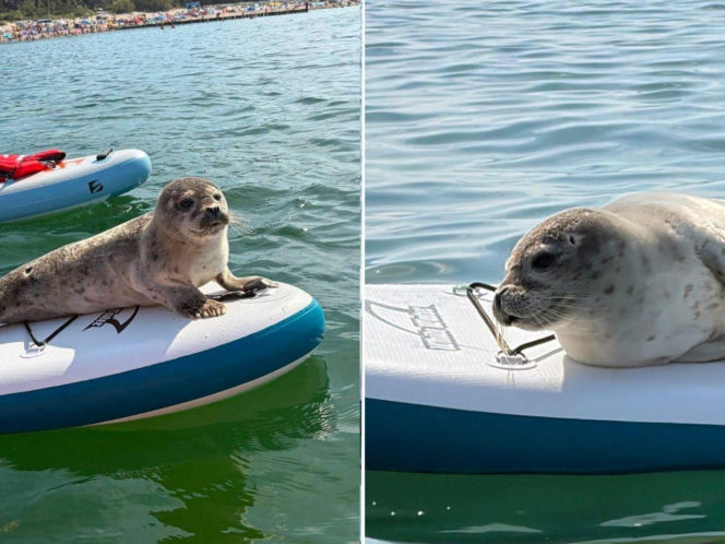 Foka na głównej plaży w Mielnie