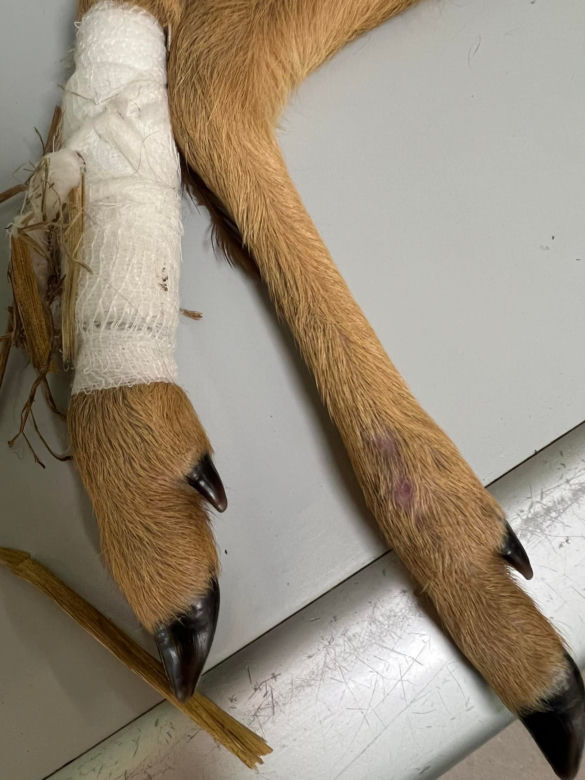 Malutka sarenka wpadła pod auto [GALERIA]