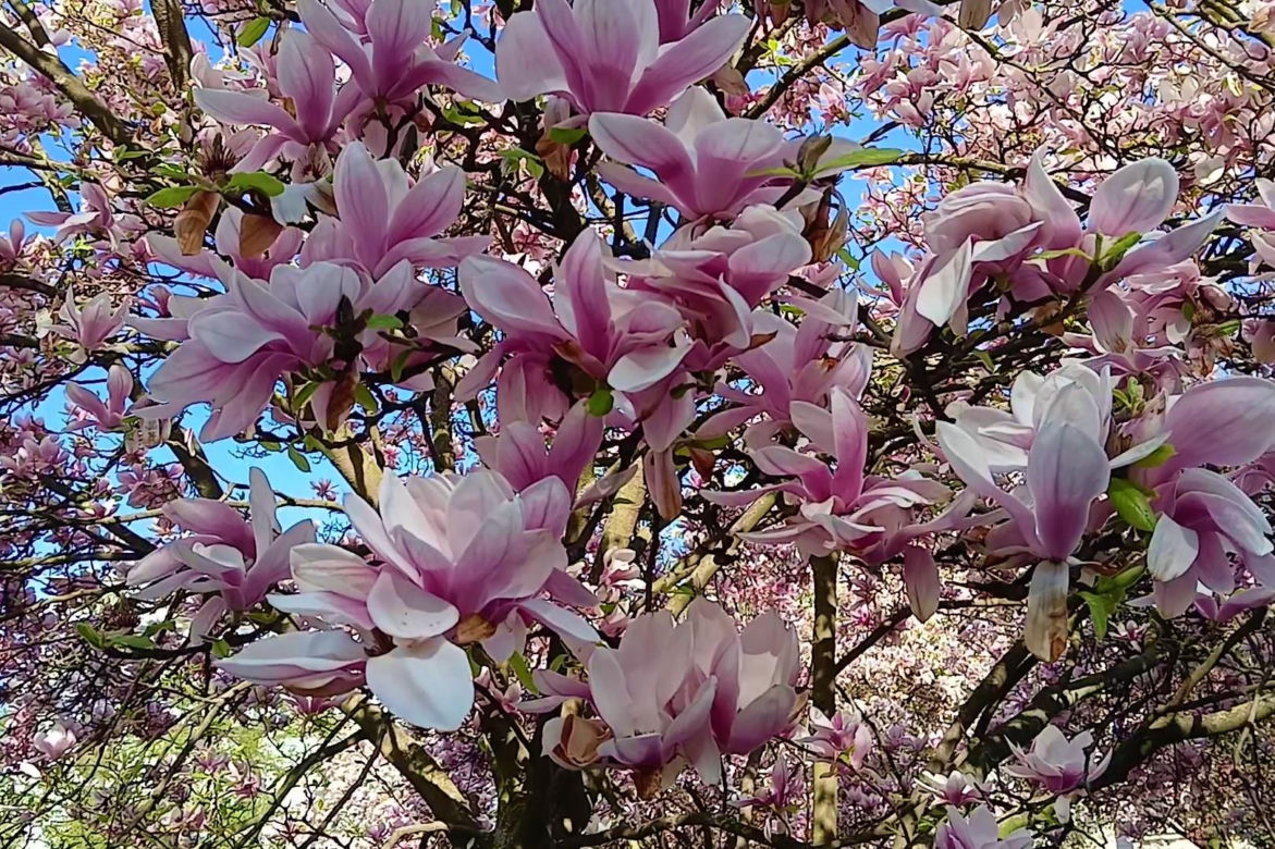 Magnolie w Szczecinie