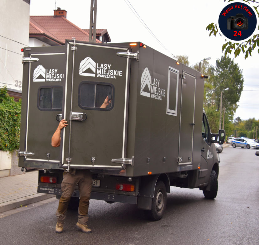 Pościg za Łosiem w Warszawie. Wielki zwierz wymykał się obławie