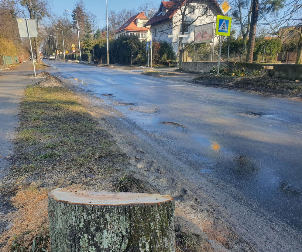 Wycinka drzew w Obornikach Śląskich. Aktywiści: „Czujemy się oszukani”