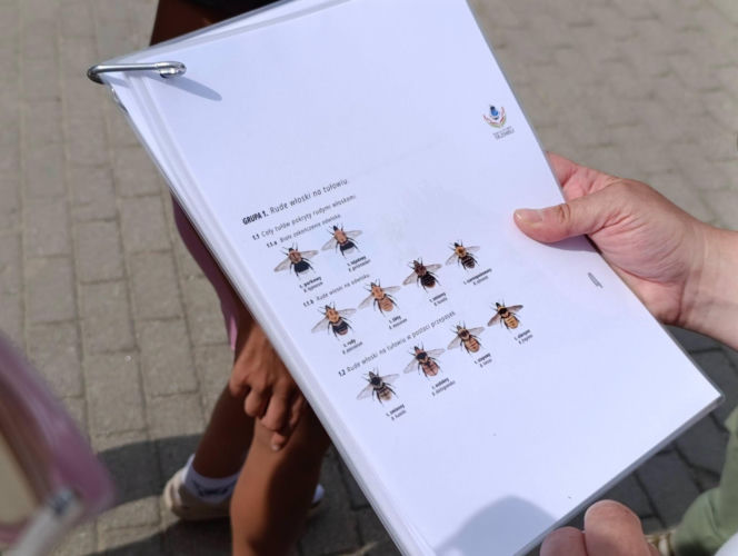 Dzika Iława: Spacer przyrodniczy o Dzikich Zapylaczach