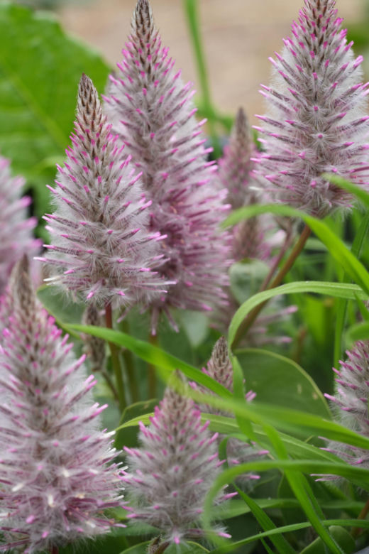 Ptilotus exaltatus 