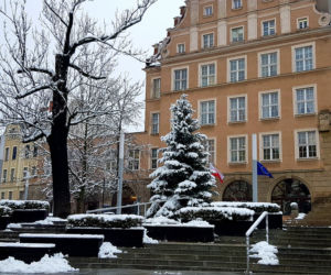Przed ratuszem pojawiło się już świąteczne drzewko