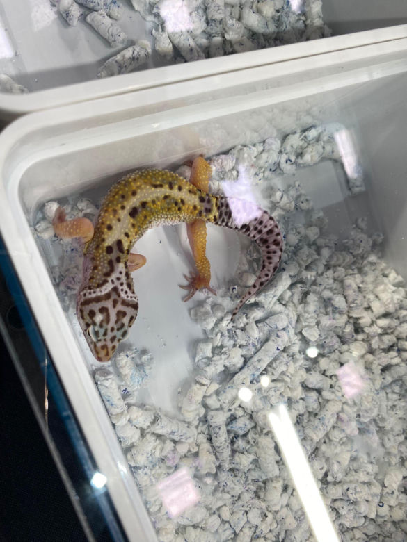 Zooegotyka w Zielonej Górze. Do hali CRS przybyły tłumy