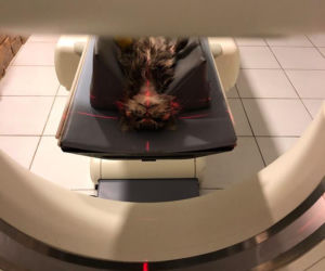 Kotka z Przemyśla pojechała na tomografię do Gliwic
