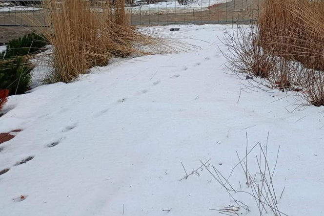 ślady na śniegu