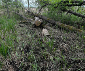 13-letni Mikołaj zginął nad jeziorem. xxx Śledczy mówią o brutalnym pobiciu