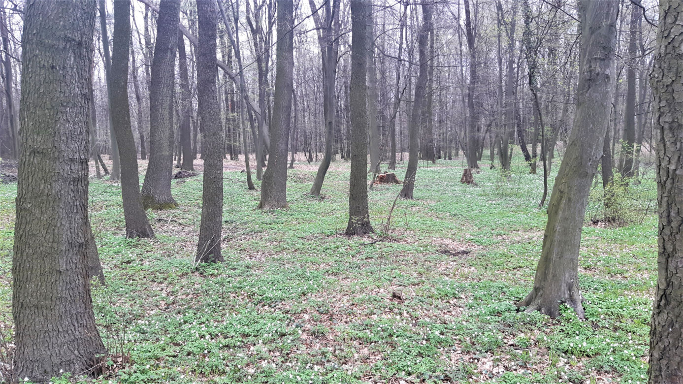 Wycinka drzew w lasku Lipie. Zobacz efekt pracy leśników!