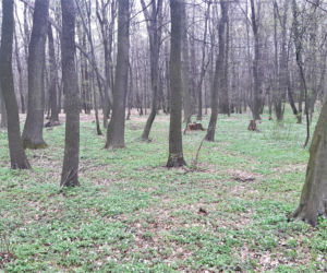 Wycinka drzew w lasku Lipie. Zobacz efekt pracy leśników!