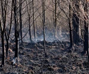 Biebrzański Park Narodowy UGASZONY. Zobacz, jakie zniszczenia spowodował ogień
