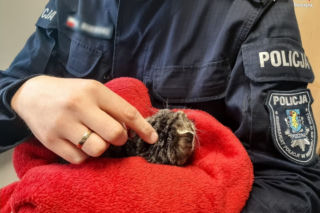 Śląskie. Policjantka uratowała chorego kotka! Ale słodziak