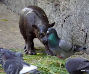 Hipopotam karłowaty z wrocławskiego zoo