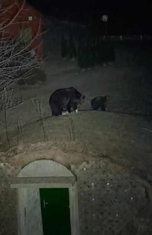 Bieszczady Niedźwiedzie szukają pożywienia we wsi [GALERIA]