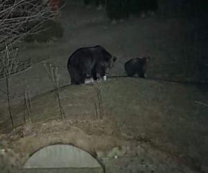 Bieszczady Niedźwiedzie szukają pożywienia we wsi [GALERIA]