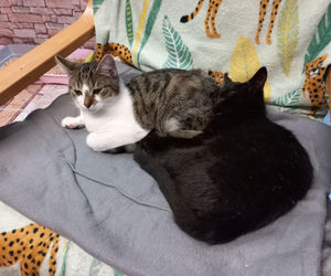 Kociarnia w Lesznie szykuje się do zimy. Potrzebny opał i karma