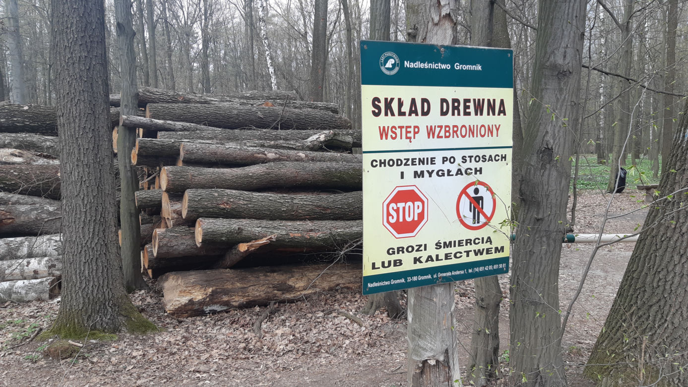 Wycinka drzew w lasku Lipie. Zobacz efekt pracy leśników!