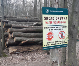 Wycinka drzew w lasku Lipie. Zobacz efekt pracy leśników!