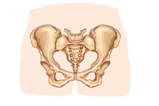 Miednica – budowa, anatomia, funkcje