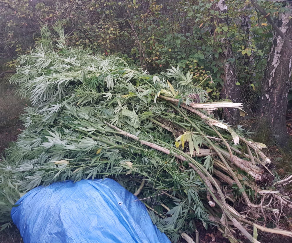 Zlikwidowano plantacje marihuany liczące kilkaset krzaków