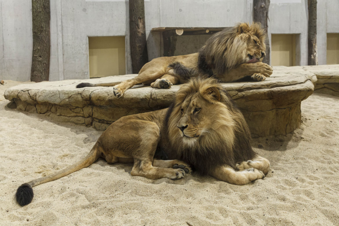 Zoo Opole. Lwy na wybiegu po 24 latach! Wielkie koty wróciły [ZDJĘCIA]
