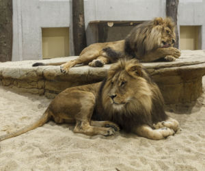 Zoo Opole. Lwy na wybiegu po 24 latach! Wielkie koty wróciły [ZDJĘCIA]