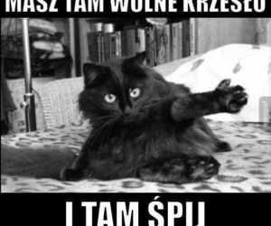 Dzień Kota 2021. Rasowe, dachowce, małe i duże. Dziś KOTY mają swoje święto [MEMY]